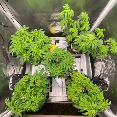 Mandarin Cookies R1 V2 #2 growlog timeline photo