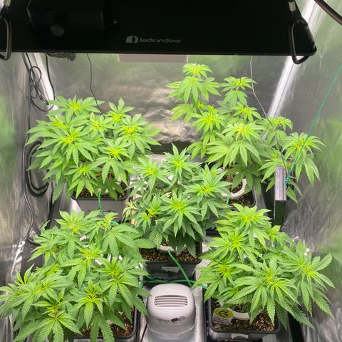 Mandarin Cookies R1 V2 #2 growlog timeline photo