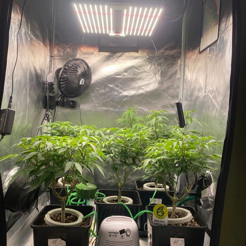 Mandarin Cookies R1 V2 #2 growlog timeline photo