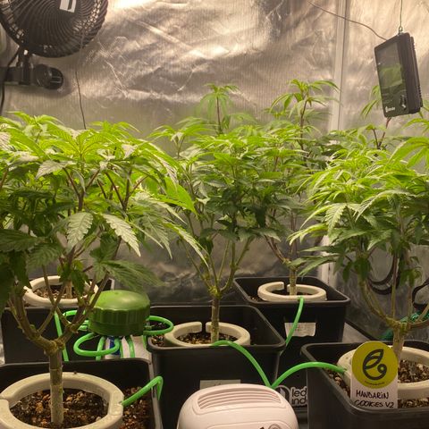 Mandarin Cookies R1 V2 #2 growlog timeline photo