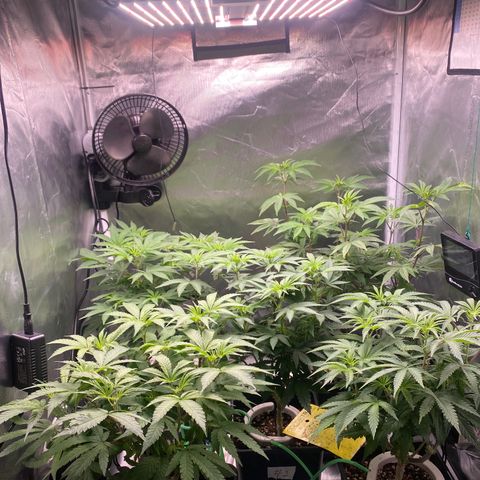 Mandarin Cookies R1 V2 #2 growlog timeline photo