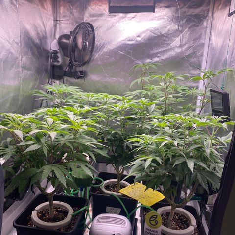 Mandarin Cookies R1 V2 #2 growlog timeline photo