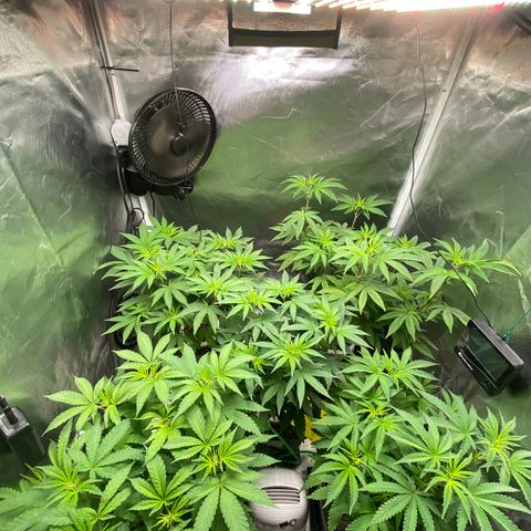 Mandarin Cookies R1 V2 #2 growlog timeline photo