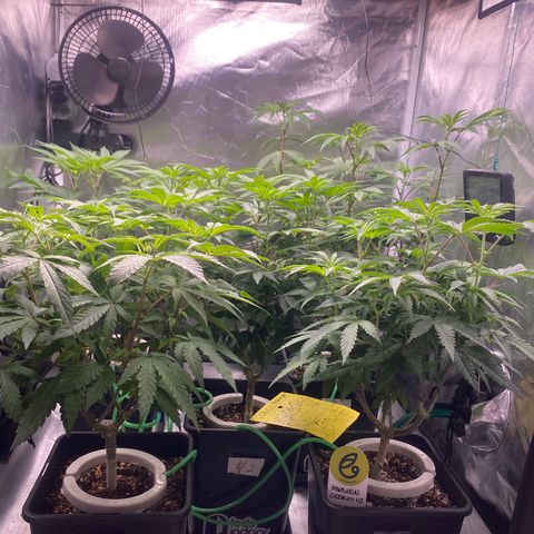 Mandarin Cookies R1 V2 #2 growlog timeline photo