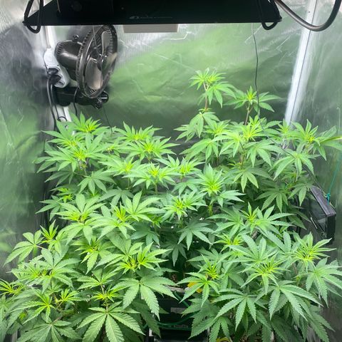 Mandarin Cookies R1 V2 #2 growlog timeline photo