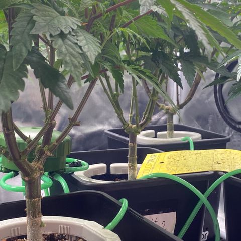 Mandarin Cookies R1 V2 #2 growlog timeline photo