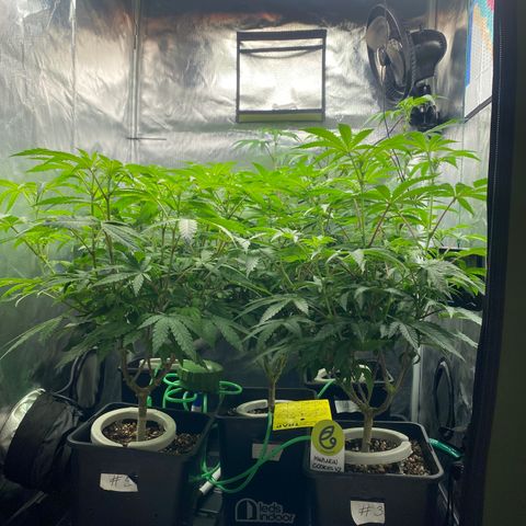 Mandarin Cookies R1 V2 #2 growlog timeline photo