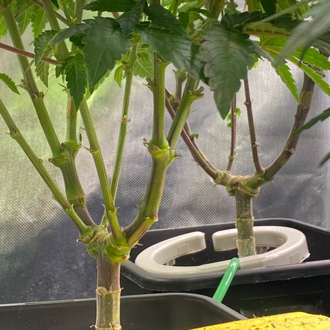 Mandarin Cookies R1 V2 #2 growlog timeline photo