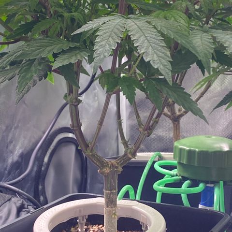 Mandarin Cookies R1 V2 #2 growlog timeline photo