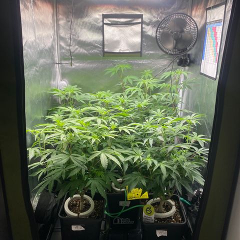 Mandarin Cookies R1 V2 #2 growlog timeline photo
