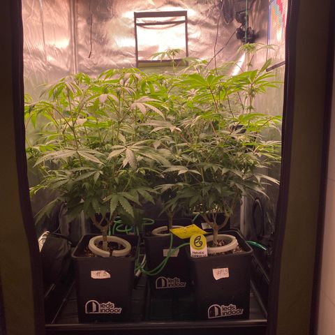 Mandarin Cookies R1 V2 #2 growlog timeline photo