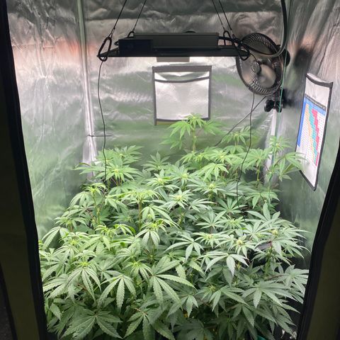 Mandarin Cookies R1 V2 #2 growlog timeline photo