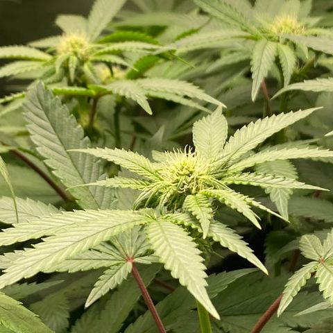 Mandarin Cookies R1 V2 #2 growlog timeline photo