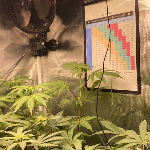 Mandarin Cookies R1 V2 #2 growlog timeline photo