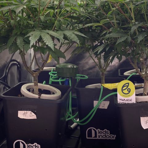 Mandarin Cookies R1 V2 #2 growlog timeline photo