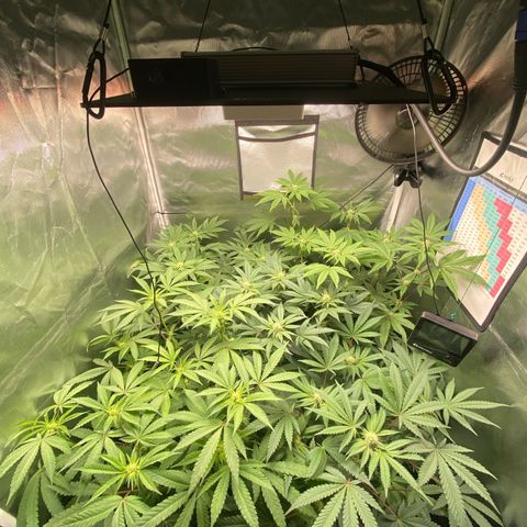 Mandarin Cookies R1 V2 #2 growlog timeline photo