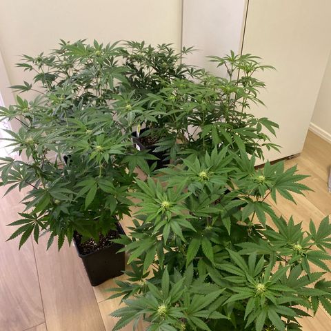 Mandarin Cookies R1 V2 #2 growlog timeline photo
