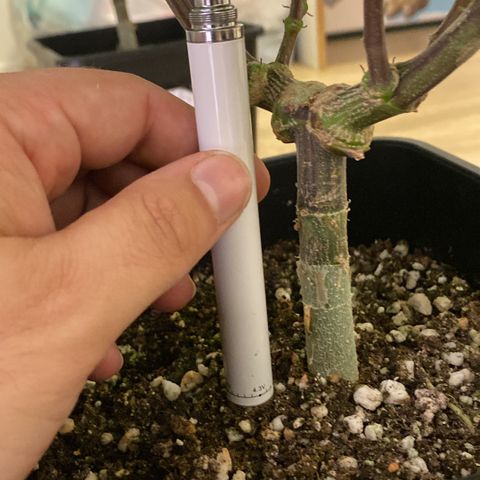 Mandarin Cookies R1 V2 #2 growlog timeline photo