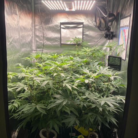 Mandarin Cookies R1 V2 #2 growlog timeline photo