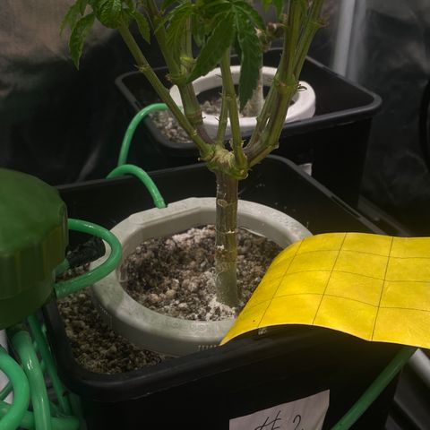 Mandarin Cookies R1 V2 #2 growlog timeline photo