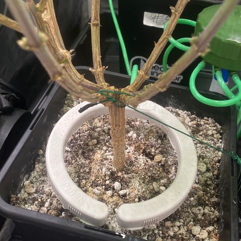 Mandarin Cookies R1 V2 #2 growlog timeline photo