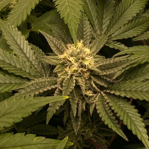 Mandarin Cookies R1 V2 #2 growlog timeline photo