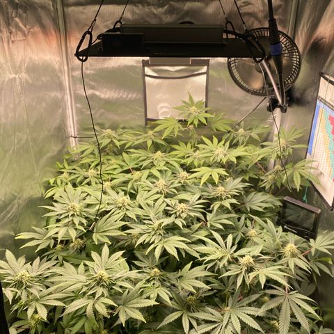 Mandarin Cookies R1 V2 #2 growlog timeline photo