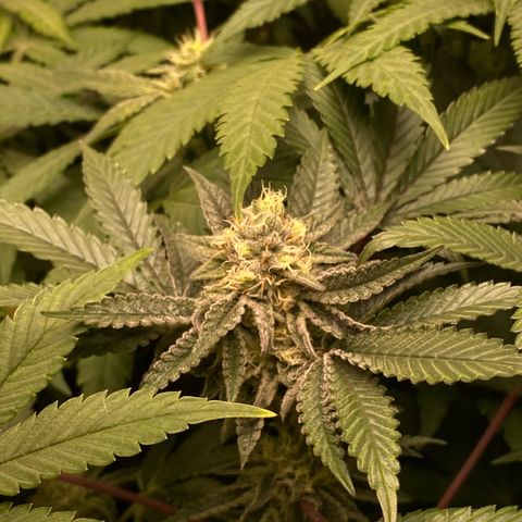 Mandarin Cookies R1 V2 #2 growlog timeline photo