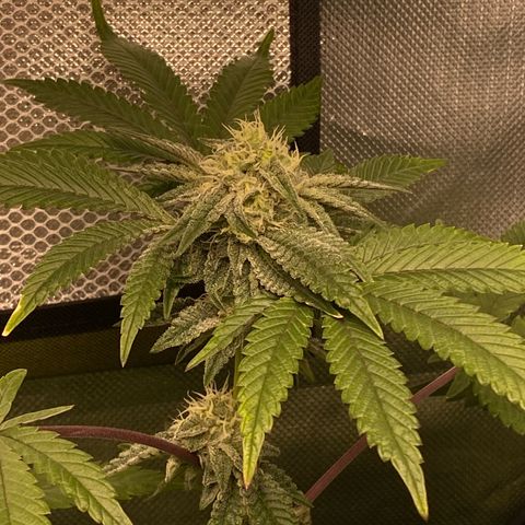 Mandarin Cookies R1 V2 #2 growlog timeline photo