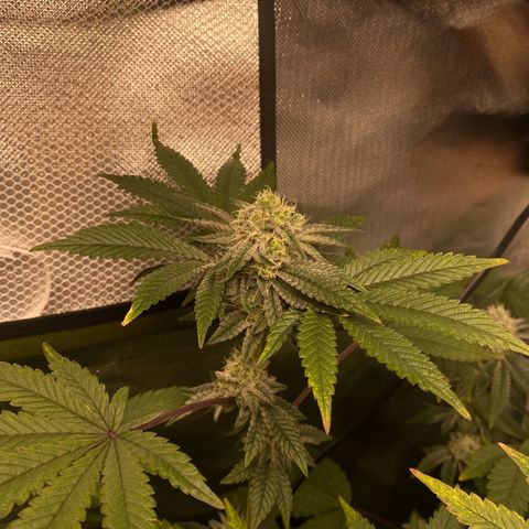 Mandarin Cookies R1 V2 #2 growlog timeline photo