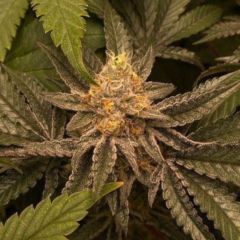 Mandarin Cookies R1 V2 #2 growlog timeline photo