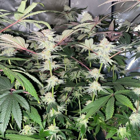 Mandarin Cookies R1 V2 #2 growlog timeline photo