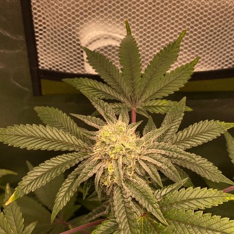 Mandarin Cookies R1 V2 #2 growlog timeline photo