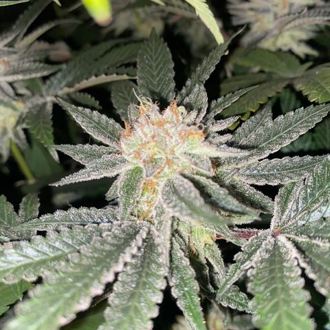 Mandarin Cookies R1 V2 #2 growlog timeline photo