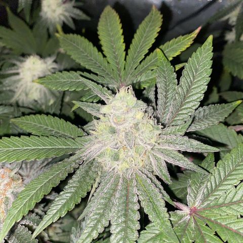 Mandarin Cookies R1 V2 #2 growlog timeline photo