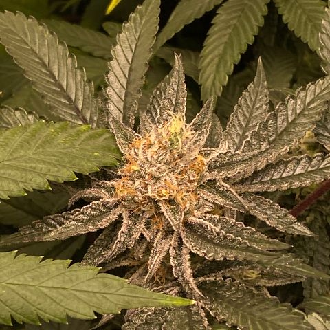 Mandarin Cookies R1 V2 #2 growlog timeline photo