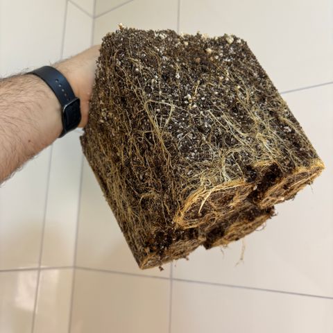 Mandarin Cookies R1 V2 #2 growlog timeline photo