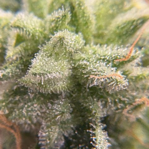 Mandarin Cookies R1 V2 #2 growlog timeline photo