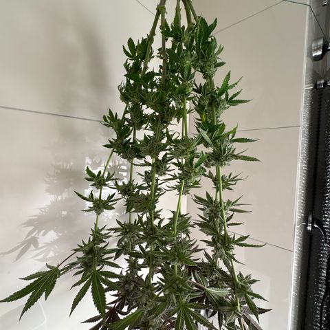 Mandarin Cookies R1 V2 #2 growlog timeline photo