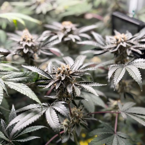 Mandarin Cookies R1 V2 #2 growlog timeline photo