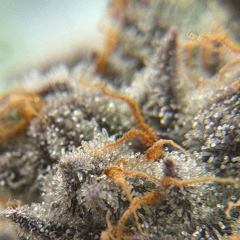 Mandarin Cookies R1 V2 #2 growlog timeline photo