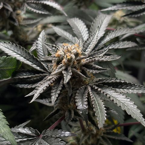 Mandarin Cookies R1 V2 #2 growlog timeline photo