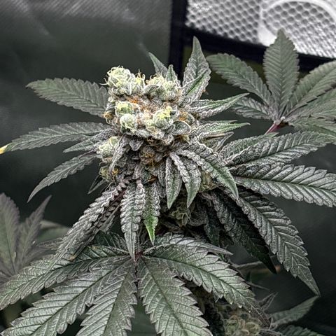 Mandarin Cookies R1 V2 #1 growlog timeline photo