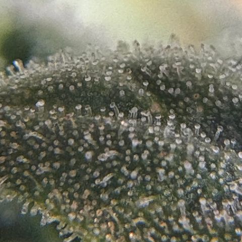 Mandarin Cookies R1 V2 #1 growlog timeline photo