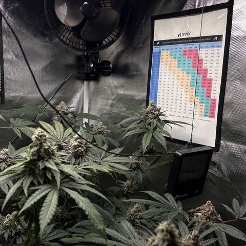 Mandarin Cookies R1 V2 #1 growlog timeline photo