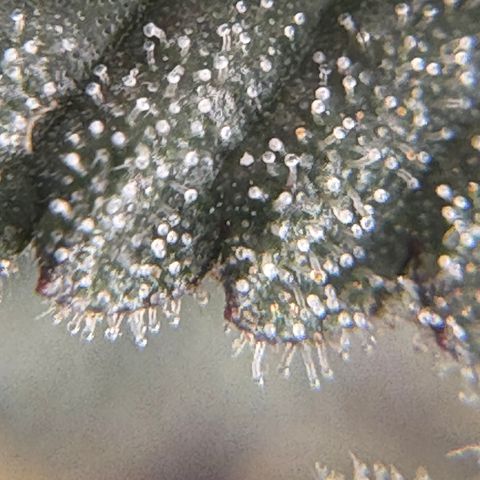 Mandarin Cookies R1 V2 #1 growlog timeline photo