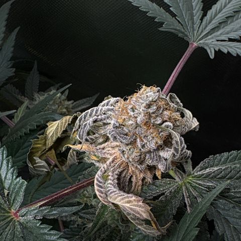 Mandarin Cookies R1 V2 #1 growlog timeline photo