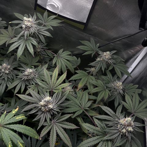 Mandarin Cookies R1 V2 #1 growlog timeline photo