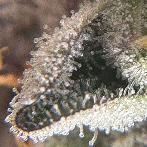 Mandarin Cookies R1 V2 #1 growlog timeline photo
