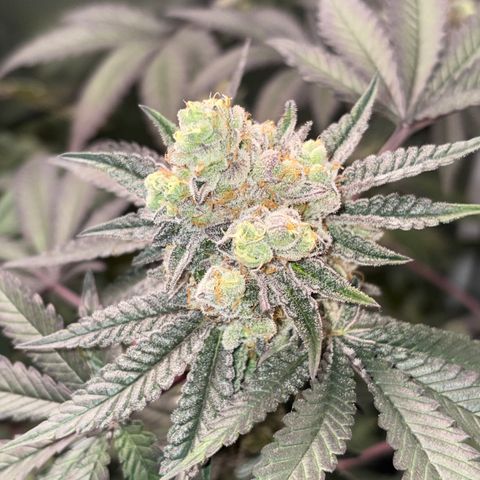 Mandarin Cookies R1 V2 #1 growlog timeline photo